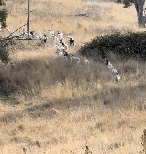 Hunt